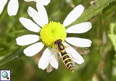 Weibliche Gemeine Stiftschwebfliege (Sphaerophoria scripta)