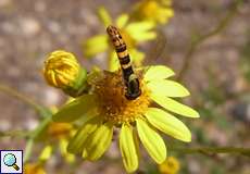 Männliche Gemeine Stiftschwebfliege (Sphaerophoria scripta)