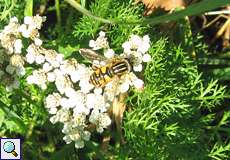 Gemeine Sumpfschwebfliege (Helophilus pendulus)