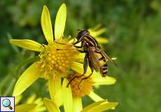 Gemeine Sumpfschwebfliege (Helophilus pendulus)