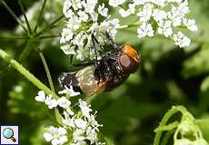 Gemeine Waldschwebfliege (Pellucid Hoverfly, Volucella pellucens)