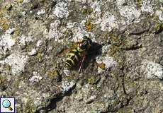 Weibliche Gestreifte Waldschwebfliege (Dasysyrphus albostriatus)