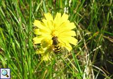 Große Schwebfliege (Syrphus ribesii)