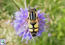 Große Sumpfschwebfliege (European Hoverfly, Helophilus trivittatus)