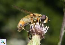 Große Sumpfschwebfliege (European Hoverfly, Helophilus trivittatus)