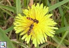 Hainschwebfliege (Marmalade Hoverfly, Episyrphus balteatus)