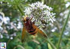 Hornissenschwebfliege (Hornet Mimic Hoverfly, Volucella zonaria)