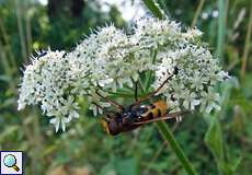 Hornissenschwebfliege (Hornet Mimic Hoverfly, Volucella zonaria)