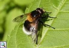 Hummelschwebfliege (Volucella bombylans var. plumata)