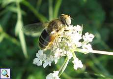 Weibliche Kleine Keilfleckschwebfliege (Eristalis arbustorum)