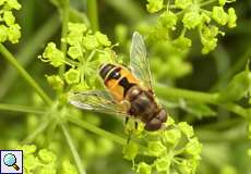 Männliche Kleine Keilfleckschwebfliege (Eristalis arbustorum)