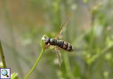 Matte Schwarzkopfschwebfliege (Melanostoma scalare)