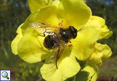 Mistbiene (European Hoverfly, Eristalis tenax)