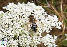 Weibliche Mittlere Keilfleckschwebfliege (Drone Fly,Eristalis interrupta)