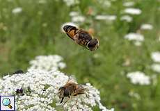 Mittlere Keilfleckschwebfliegen (Drone Fly,, Eristalis interrupta), unten ein Weibchen und oben ein Männchen