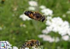 Männliche Mittlere Keilfleckschwebfliege (Drone Fly, Eristalis interrupta)