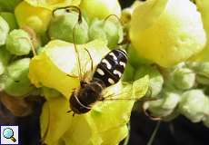 Mondfleck-Schwebfliege (Eupeodes luniger)