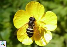 Mondfleck-Waldschwebfliege (Dasysyrphus venustus)