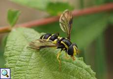 Späte Gelbrandschwebfliege (Xanthogramma pedissequum)
