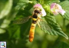 Sphaerophoria menthastri-Artenkomplex, Männchen