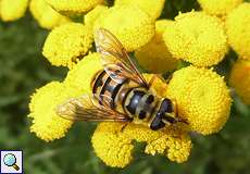 Totenkopfschwebfliege (Myathropa florea)