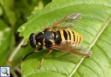 Wespen-Moderholzschwebfliege (Temnostoma vespiforme)