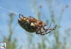 Weibliche Eichenblatt-Radspinne (Oak Spider, Aculepeira ceropegia)