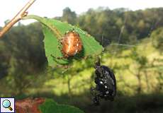 Weibliche Gartenkreuzspinne (European Garden Spider, Araneus diadematus)