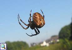 Gartenkreuzspinne (European Garden Spider, Araneus diadematus)