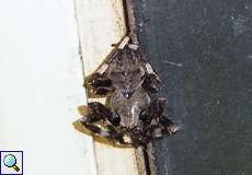 Gehörnte Kreuzspinne (Orb-weaver, Araneus angulatus)