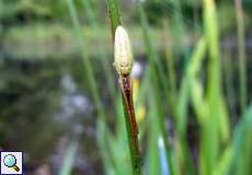 Gemeine Streckerspinne (Longjawed Orb-weaver, Tetragnatha extensa)