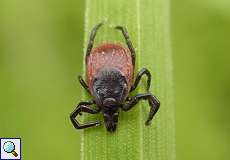 Weiblicher Gemeiner Holzbock (Sheep Tick, Ixodes ricinus)