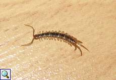 Gemeiner Steinläufer (Garden Centipede, Lithobius forficatus)
