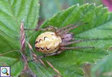 Heideradspinne (Neoscona adianta)