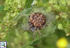 Weibliche Körbchenspinne (Gorse Orb-weaver, Agalenatea redii)