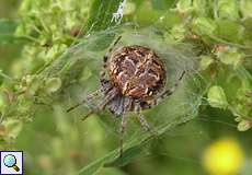 Weibliche Körbchenspinne (Gorse Orb-weaver, Agalenatea redii)