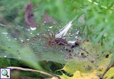 Labyrinthspinne (Funnel Weaver, Agelena labyrinthica)