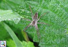 Listspinne (Nursery Web Spider, Pisaura mirabilis)