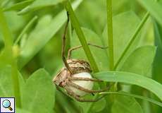 Weibliche Listspinne (Nursery Web Spider, Pisaura mirabilis) mit Eikokon