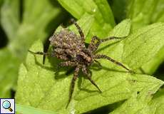 Dunkle Wolfspinne (Wolf Spider, Pardosa amentata), Weibchen mit Jungtieren