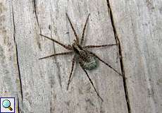 Weibliche Wolfspinne mit Eikokon (Wolf Spider, Pardosa lugubris)