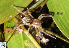 Weibliche Gewässerrand-Wolfspinne (Wolf Spider, Pirata piraticus)