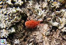 Rote Samtmilbe (Mite, Trombidium holosericeum)