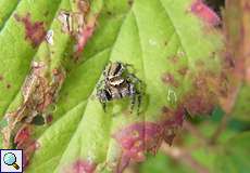 Sichel-Springspinne (Jumping Spider, Evarcha falcata)