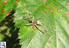 Unbestimmte Spinne Nr. 1 (Sackspinne/Clubionidae)