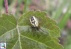 Streifenkreuzspinne (Cricket Bat Orb-weaver, Mangora acalypha)