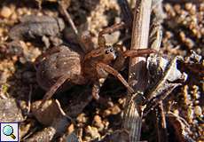 Trochosa ruricola, hochträchtiges Weibchen