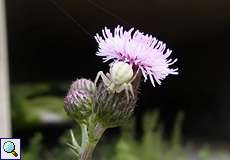 Weibliche Veränderliche Krabbenspinne (Goldenrod Crab Spider, Misumena vatia)