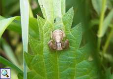 Xysticus ulmi, Weibchen