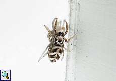 Zebraspringspinne (Zebra Spider, Salticus scenicus)